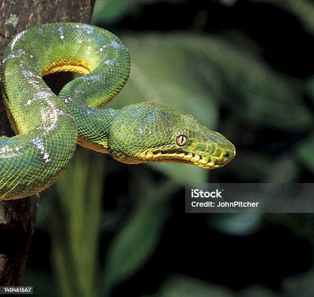 Snakeemerald Tree Boa Stockfoto und mehr Bilder von Baumschlange - Baumschlange, Boa, Einzelnes Tier