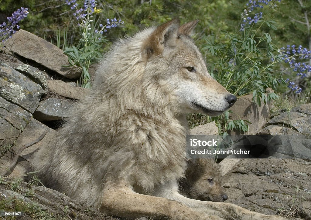 Lobo Cinzento com cubs - Foto de stock de Filhote de lobo royalty-free