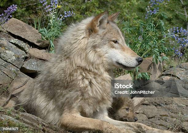 Foto de Lobo Cinzento Com Cubs e mais fotos de stock de Filhote de lobo - Filhote de lobo, Amor, Animal