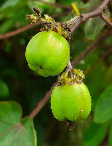 istock Jatropha Gossypiifolia fruit Isolated on green 1404616866