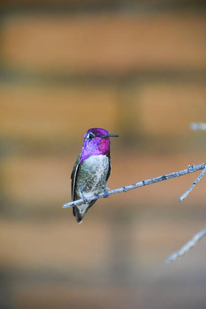 istock Costa’s hummingbird perched on a branch 1404616987