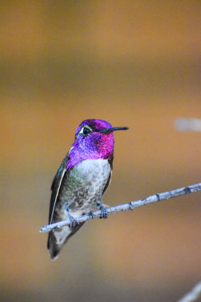 istock Costa’s hummingbird perched on a branch 1404617120