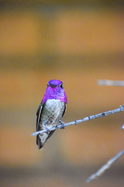 istock Costa’s hummingbird perched on a branch 1404617212