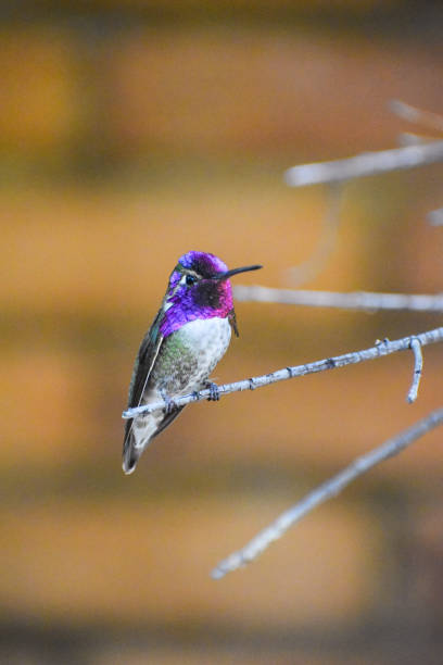 istock Costa’s hummingbird perched on a branch 1404617626