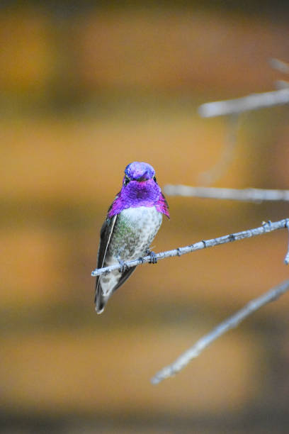istock Costa’s hummingbird perched on a branch 1404618279