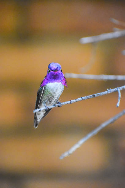 istock Costa’s hummingbird perched on a branch 1404618337