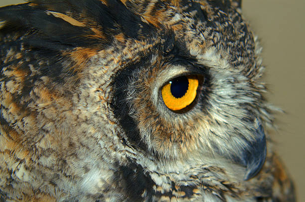 Close up of an Owl stock photo