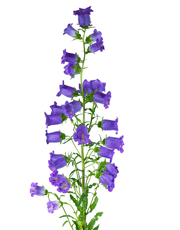 Campanula medium flowers isolated on white background. Blue flowers Canterbury bells or bell flowerCampanula medium flowers isolated on white background. Bouquet of Canterbury bells or bell flower