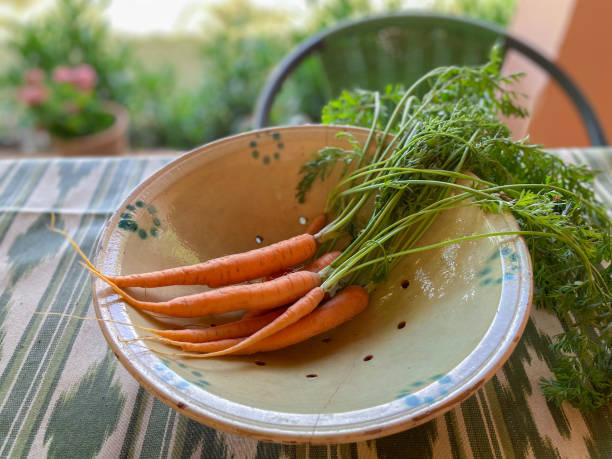 bunch of freshly harvested carrots