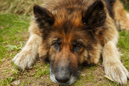 german shepherd dog. Sad dog lies on the ground and looks sadly at the camera.