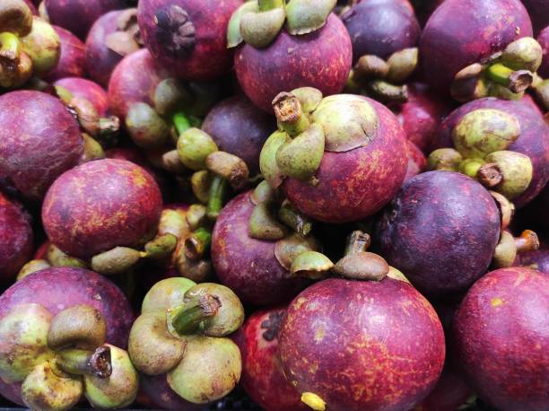 istock Garcinia mangostana or Mangosteen 1404622360