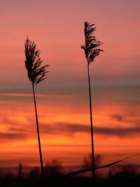 reed (phragmites australis) silhouettes with orange sunset