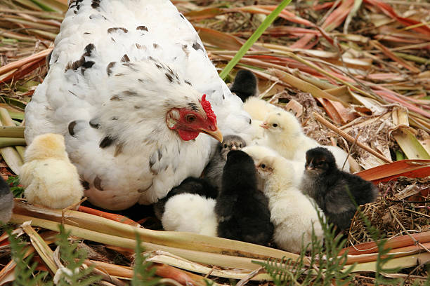 istock Proud mama chicken and chicks 140462301