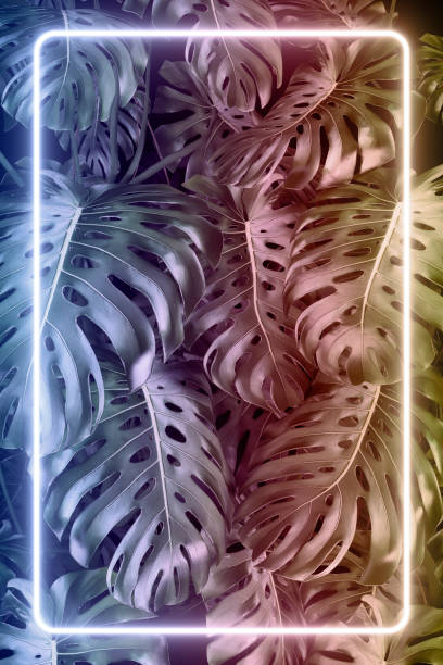 istock Abstract monstera leaves background with a rectangle multicolored led neon light, 80's retro style 1404623316