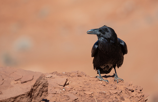 The black raven crow can be seen all over Utah, Arizona and Colorado in the Southwest USA. Here seen sitting on the sandstones in Monument Valley.