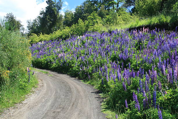 carretera de campo - road bariloche single flower flower fotografías e imágenes de stock