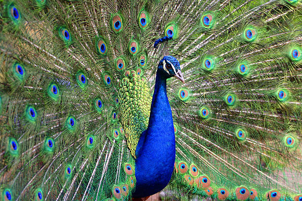 peacock in display stock photo