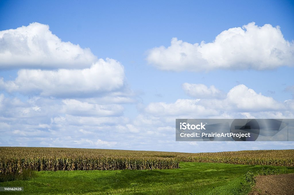 Corn Field - Foto de stock de Maíz - Zea libre de derechos