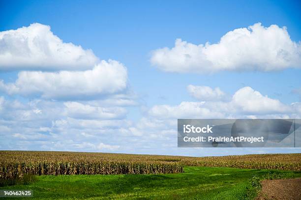 Campo De Milho - Fotografias de stock e mais imagens de Milho - Milho, Nebrasca, Agricultura