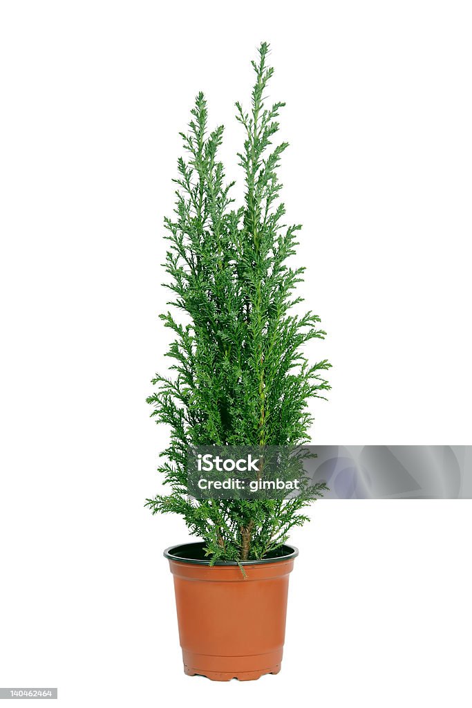 Cypress w pot. - Zbiór zdjęć royalty-free (Cyprys)