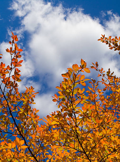 Backlit Fall Leaves and Blue Sky with Clouds stock photo