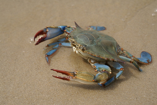 Crab 352                    