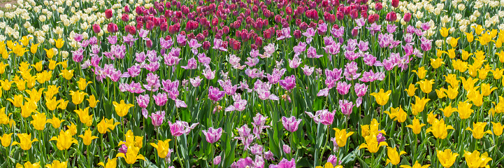 Flowerbed with many yellow red tulips bright spring background panoramic banner header spring season tulip holland