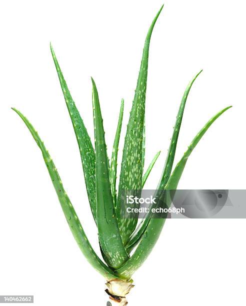 Aloe Stockfoto und mehr Bilder von Aloe - Aloe, Aloe vera, Fotografie