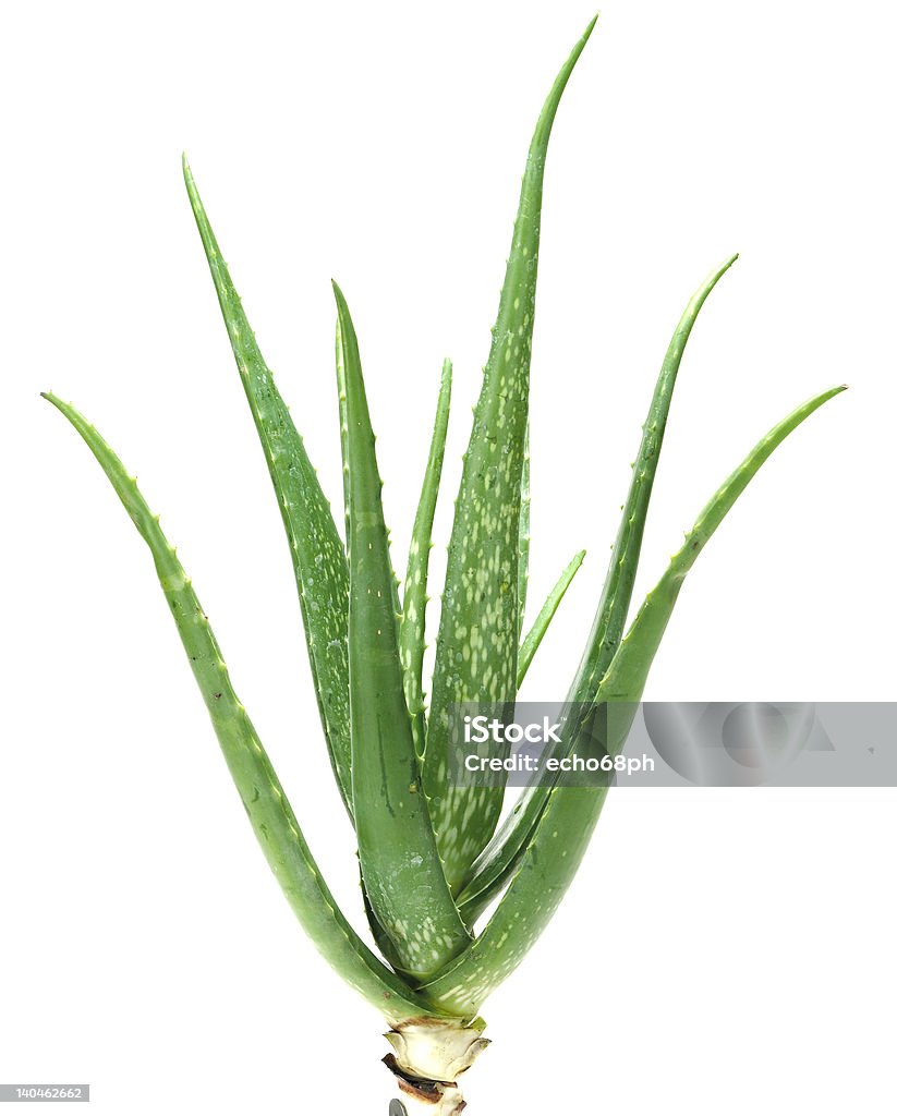 Aloe - Royalty-free Aloe Foto de stock