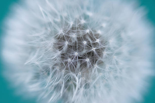 istock Dandelion close-up on a green background. 1404627323