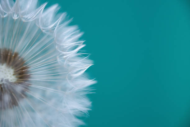 istock White dandelion on blue background. Macro. Soft focus. 1404627346