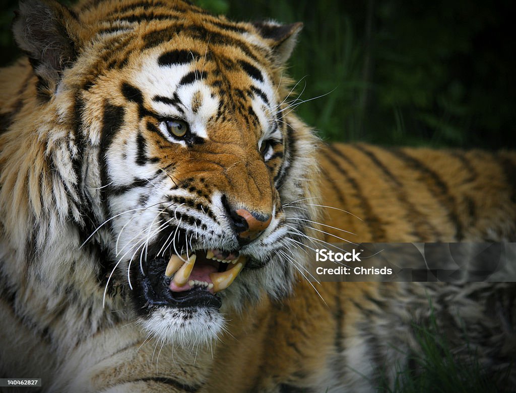 Tigre siberiana Ringhi cuscinetto denti - Foto stock royalty-free di Tigre