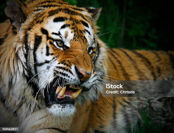 Tigre Siberiana Ringhi Cuscinetto Denti - Fotografie stock e altre immagini di Tigre - Tigre, Ringhiare, Canino - Denti di animale