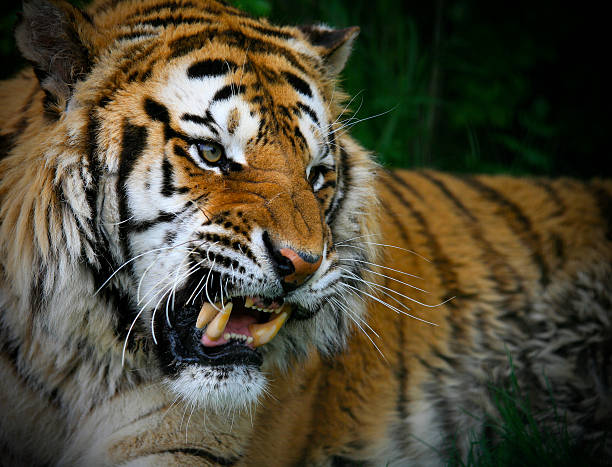 Siberian Tiger snarls bearing teeth Huge Siberian Tiger Snarls and bares its teeth.  snarling photos stock pictures, royalty-free photos & images