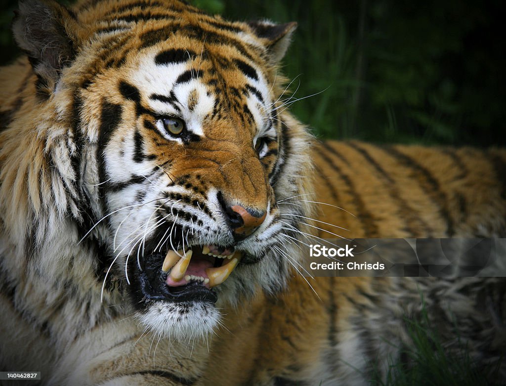 Tigre-da-sibéria snarls com dentes - Royalty-free Tigre Foto de stock