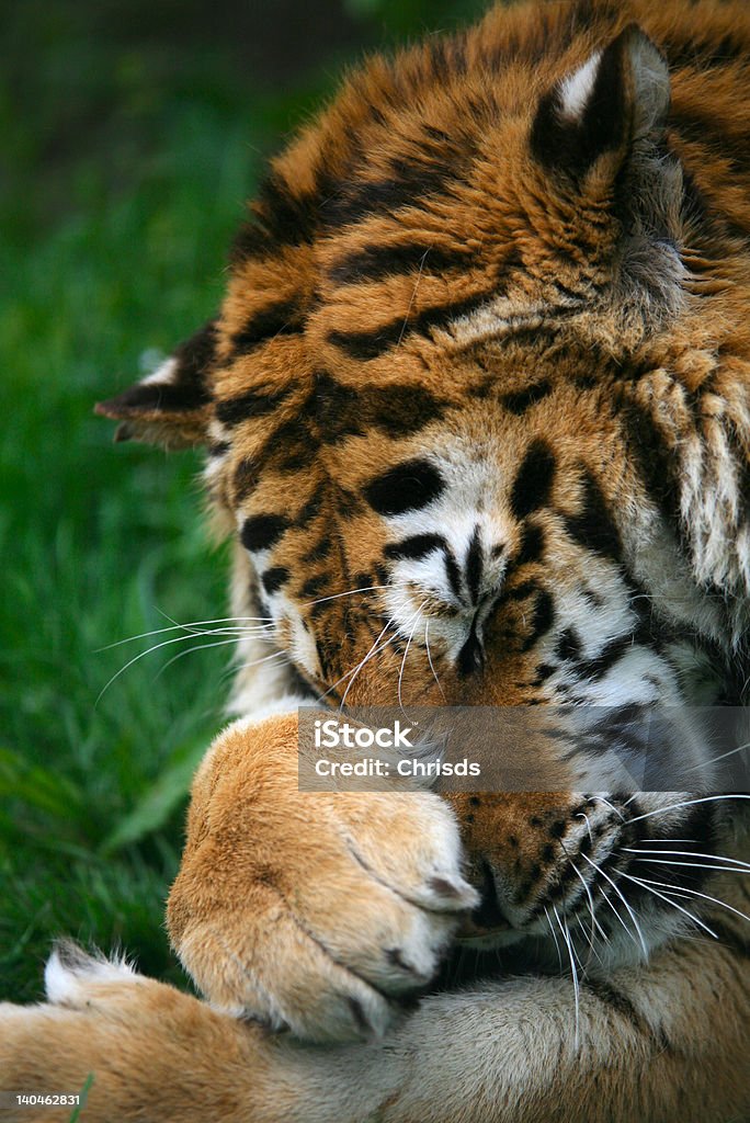 Сибирский тигр мыть ее лицо - Стоковые фото Вертикальный роялти-фри