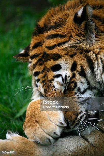 Сибирский Тигр Мыть Ее Лицо — стоковые фотографии и другие картинки Вертикальный - Вертикальный, Волосы животного, Выражение лица