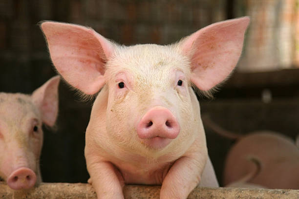 linda cerdo apoyarse sobre la baranda de la cuna - cerdo fotografías e imágenes de stock