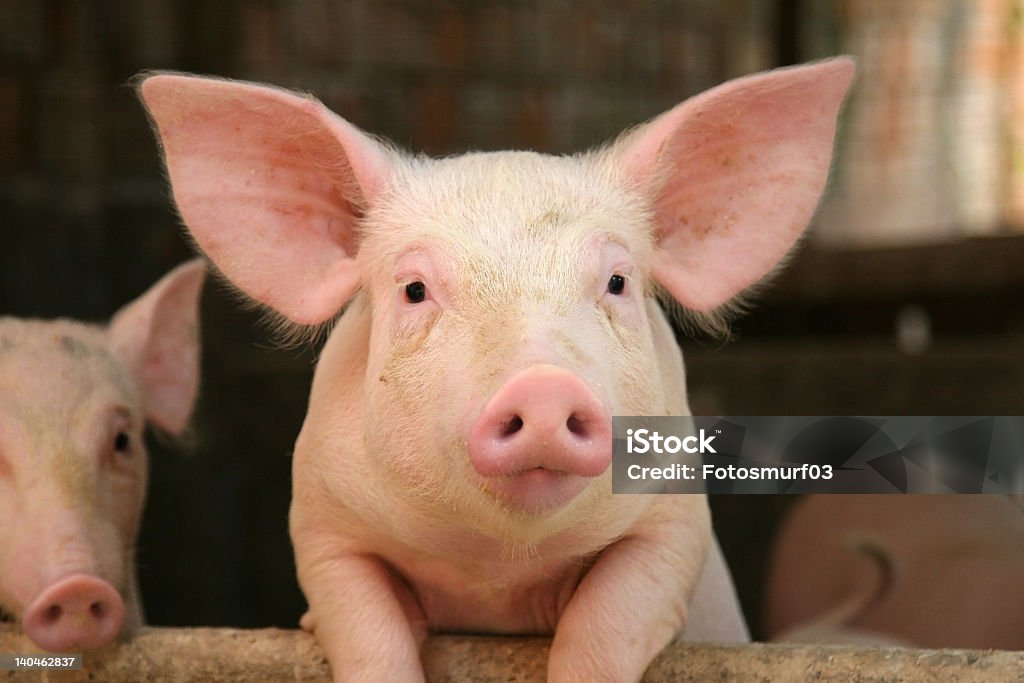 Cute pig leaning on railing of his cot Pig leaning over the railing of his cot Pig Stock Photo