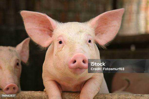 Cute Pig Leaning On Railing Of His Cot Stock Photo - Download Image Now - Pig, Farm, Domestic Pig