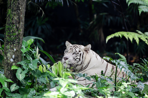 White tiger sitting in a ZOO in the cage