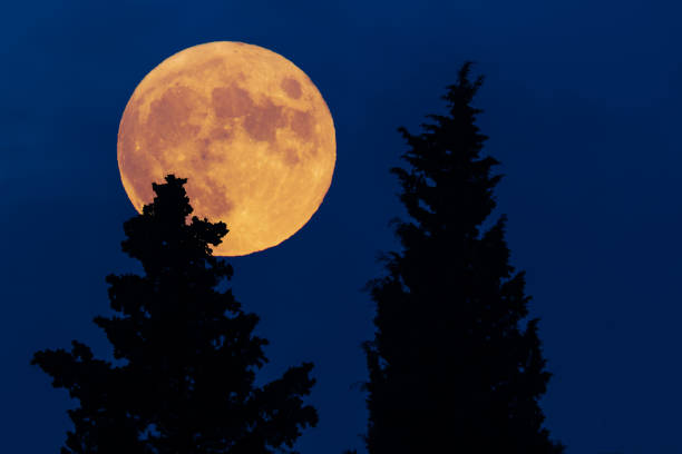istock Tree silhouettes and full Moon with evening sky. 1404628548