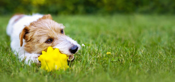 zabawny szczęśliwy pies żujący zabawkę w trawie - puppy dog toy outdoors zdjęcia i obrazy z banku zdjęć