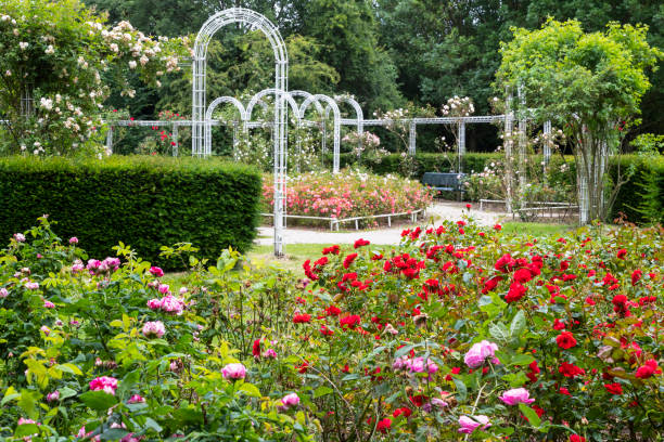 istock Rose garden with different colored blooming roses and white rose arches. 1404629285