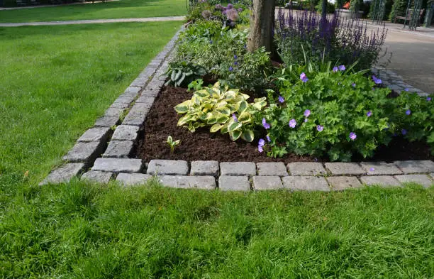 Photo of flowerbed on the promenade in the park with ornamental perennials. the edge is a curved curb of granite paving blocks. separates the flowerbed in the rectangle from the lawns