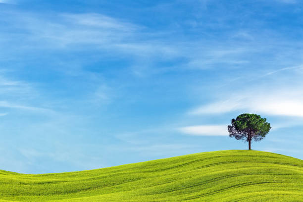 Lonely Tree In Tuscany Lone tree in the middle of green field (Val D'orcia, Tuscany, Italy) rolling field stock pictures, royalty-free photos & images