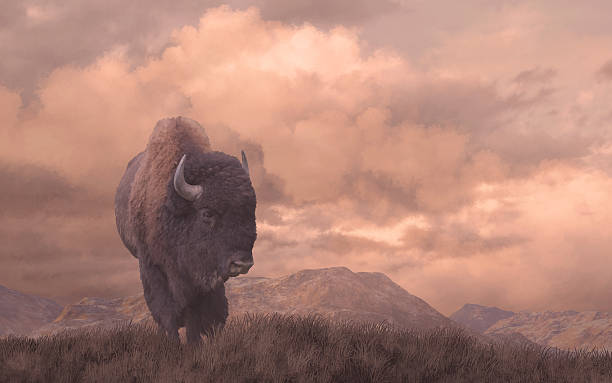 Buffalo soldier born in America