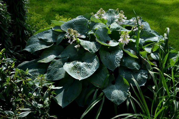 Hermosa Flor Blanca Florecer Hosta - Banco de fotos e imágenes de stock - iStock Hermosa Flor Blanca Florecer Hosta - Banco de fotos e imágenes de stock - iStock
