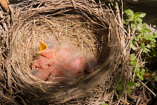 신생아 로빈스 in 산란기 - dependency animal nest robin bird 뉴스 사진 이미지