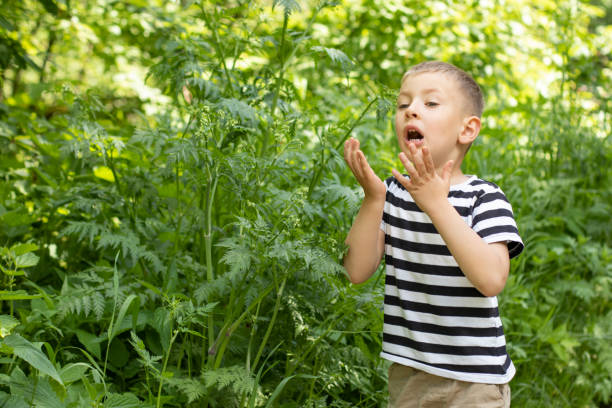 A little boy stands in a dense thicket of grass and sneezes. Concept of seasonal allergies A little boy stands in a dense thicket of grass and sneezes. Concept of seasonal allergies. ragweed stock pictures, royalty-free photos & images